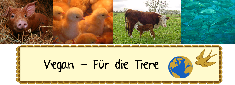 Warum Vegan Teil 1 Fur Die Tiere Avilia S Way