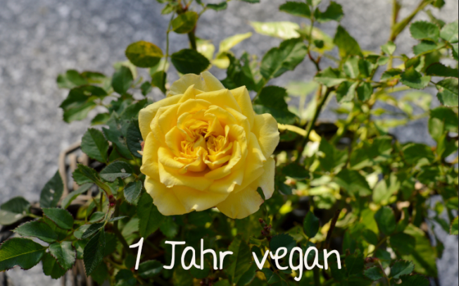 1 Jahr vegan - my first veganniversary