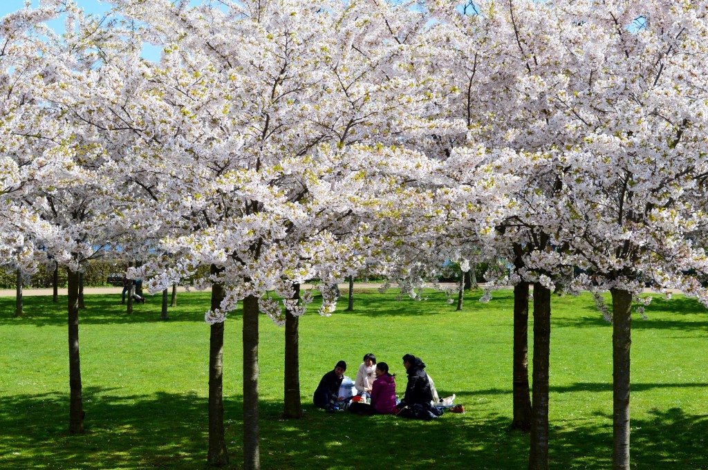 Sakura Kirschbäume in Kopenhagen